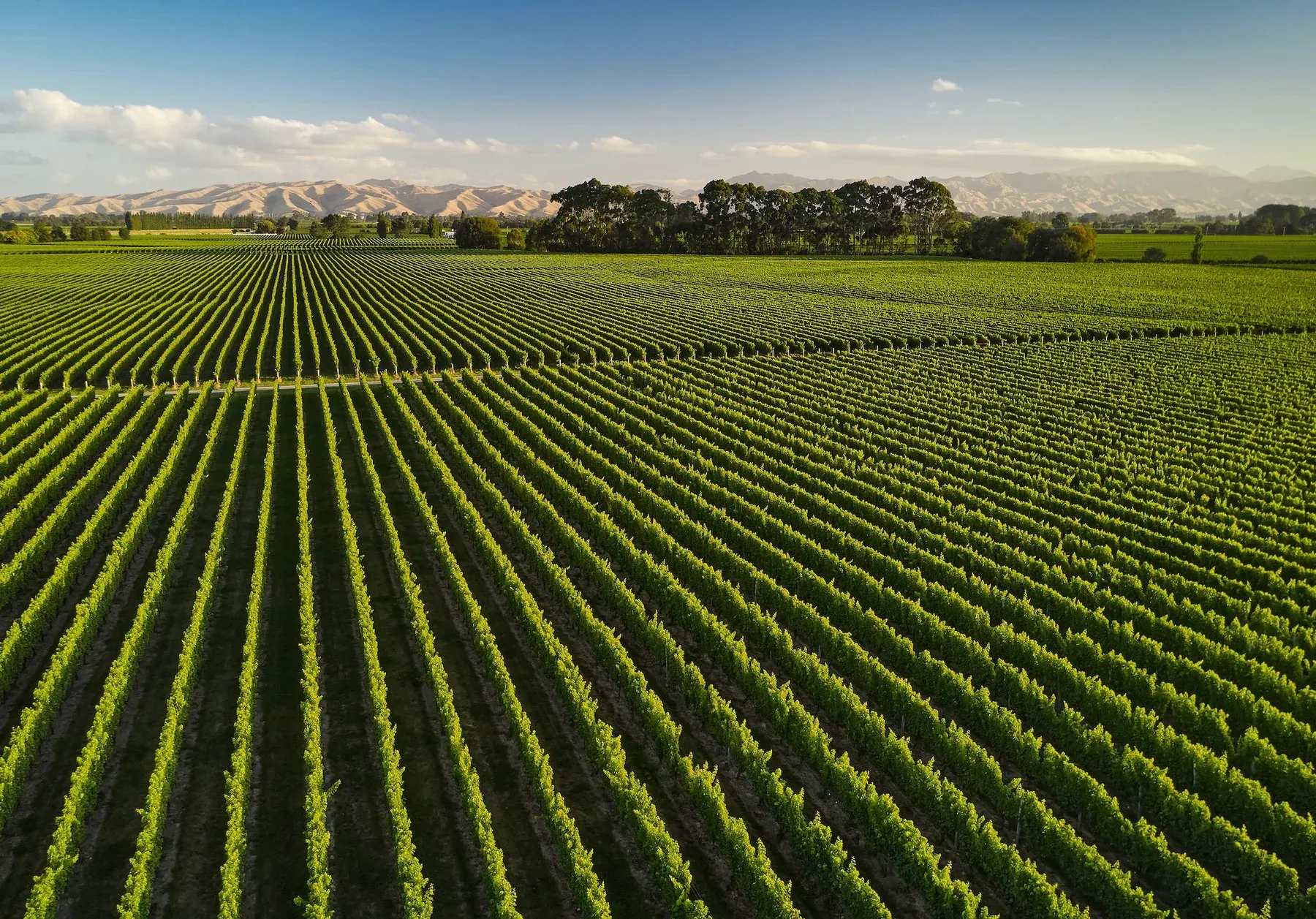 Cravens Vineyard Birdseye View 2000 x 1400