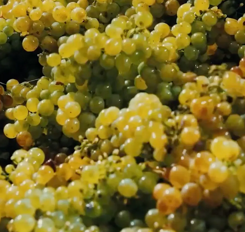 Wairau river grapes